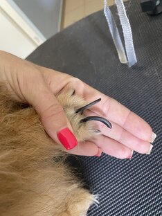 Зачем стричь когти собаке?!?!🐾
