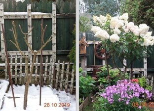 ОБРЕЗКА МЕТЕЛЬЧАТЫХ ГОРТЕНЗИЙ