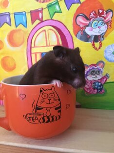 Королевство грызунов