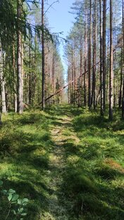 Поездки в деревню