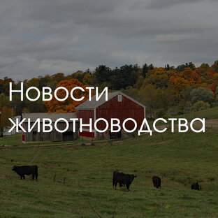 Новости животноводства
