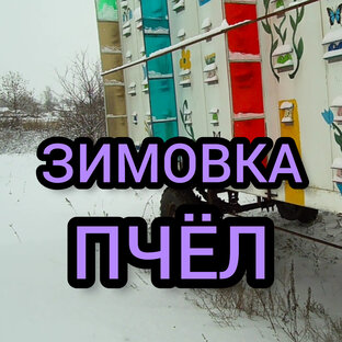 Зимовка пчёл. 