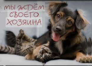  Ищут дом!