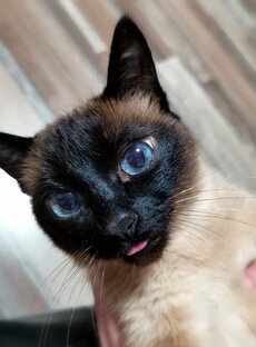 Любимая кошечка Бузина