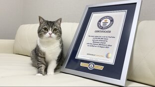 Самые самые котики