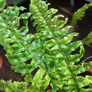 Папоротники🌷Комнатные растения