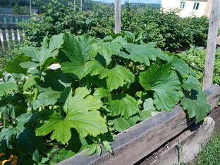 МЕТОДЫ БОРЬБЫ с вредителями на нашем огороде. 