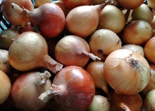 Лук репчатый