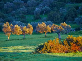 Северный Кипр