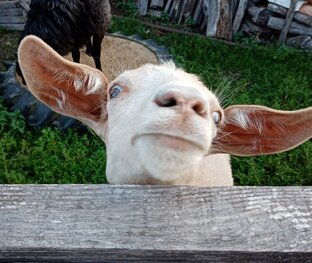 Козы и козлята