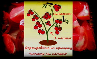 Формирование томатов