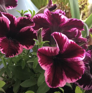 Искусство травалогии 