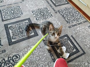 Забавные домашние животные🐕🐈