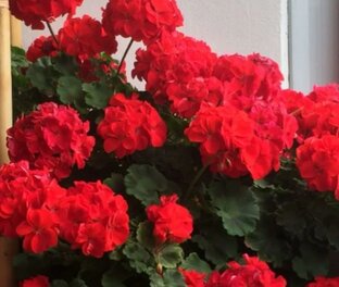 Пеларгонии 