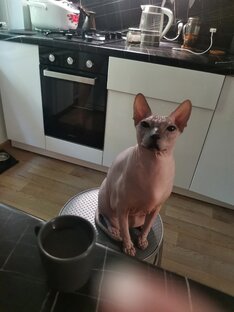 День котиков🐱🐱🐱🐱