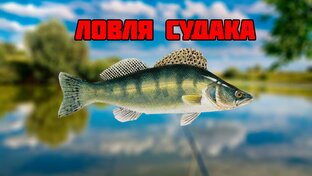 Ловля судака