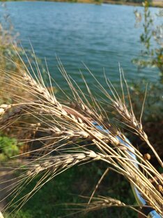 На опушке леса...