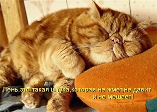 Наши забавные животные