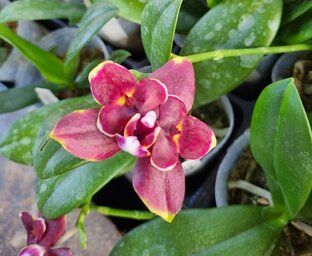 Бабочки орхидей 