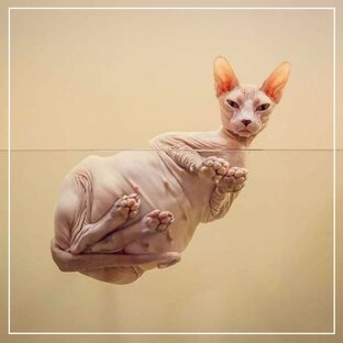 ИГРУШКИ, ЛЕЖАНКИ, ПЕРЕНОСКИ