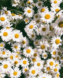 Прогулки 🚶🚶‍♀️🚶‍♂️