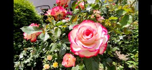 Розы 🌹🌹🌹