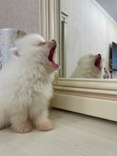 Наши хулиганы😊