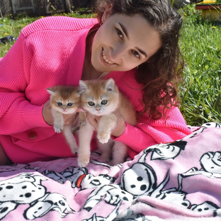 Статистика Дзен Family-Of-Golden Kittens
