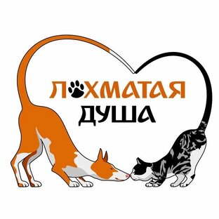 Статистика Дзен Приюти лохматую душу