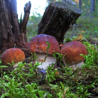 Статистика Дзен ГРИБНЫЕ 🏕️🏕️🏕️ ГРЯДКИ🍄🍄🍄