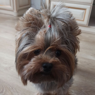 Статистика Дзен Бриджит 🐾