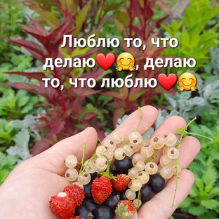 Дзен ДОМАШНИЕ ПРОДУКТЫ статистика