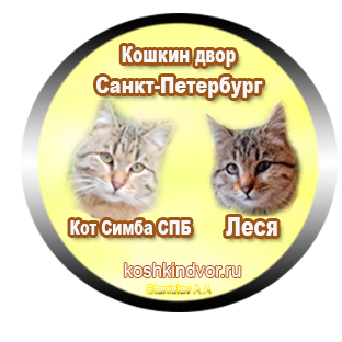 Статистика Дзен Кошкин двор