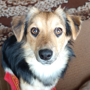 Статистика Дзен Про ЗВЕРЯТ/About PETS