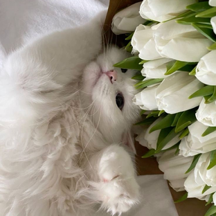 Статистика Дзен Floral Poetry