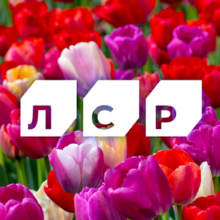 Статистика Дзен "Группа ЛСР" на Урале