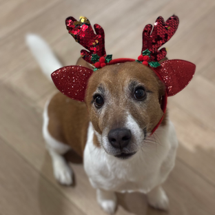 Дзен Просто Майло 🐶 статистика