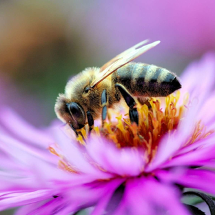 Канал Techno-bees