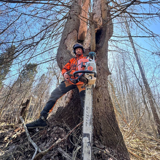 Статистика Дзен Арбористы 🌲 Профессиональная валка деревьев