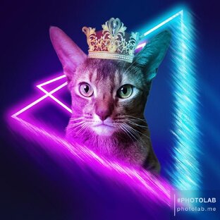 Дзен Абиссинец Бакс статистика