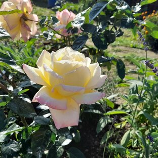 Lavender & roses. Elena's Garden of Eden.