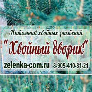 Статистика Дзен Хвойный дворик - Евгений Филимонов