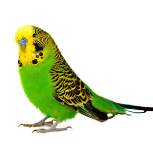 Дзен . статистика