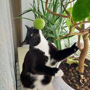 Дзен Владимир Плотников статистика