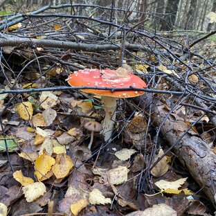 Дзен Amanita статистика