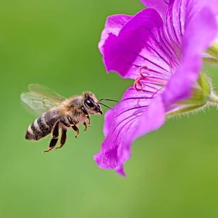 Дзен 🐝Добрая труженица пчела🍯 статистика