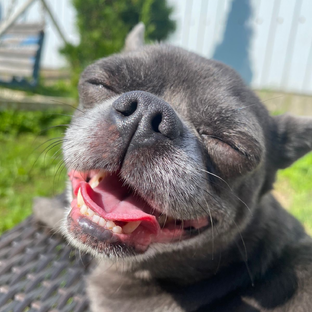 Дзен Дмитрий Золотарёв статистика