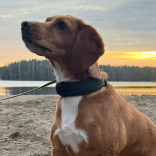 Статистика Дзен Бигль Ричард Младший