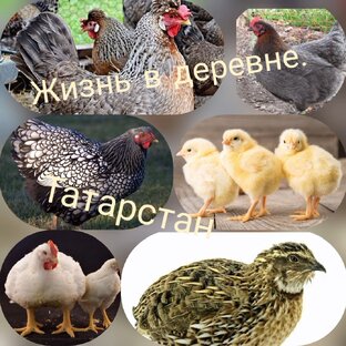 Статистика Дзен Жизнь в деревне. Татарстан 