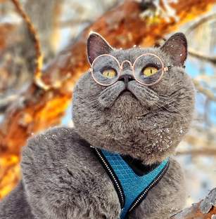 Статистика Дзен wildsiberian.cat